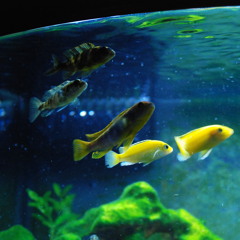 Pascäal - Drowning in you (ZachCook Remix)