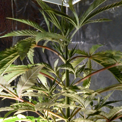 Stream Tygapretty boy swag remix by stonesouraiming.cc Listen online