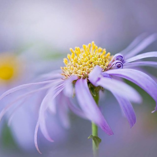 الخير في ما اختاره الله .. رائعة