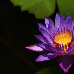 Tongues (Daniel Durrett and Cary Hungerford)