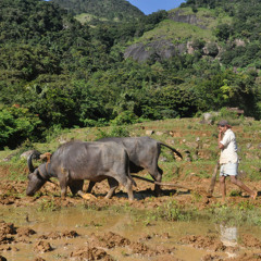 Buffalo Harrowing, Laggala, Sri Lanka