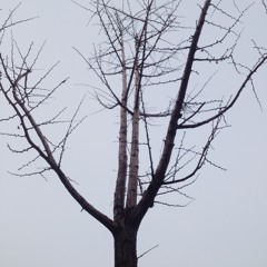 Dancing Tree (춤추는 나무) Saturdays_02 Aminor