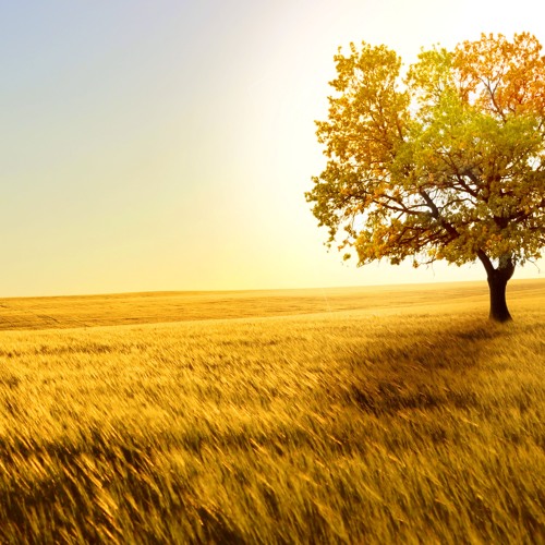 Fields of Gold (Remix) - Gamper & Dadoni