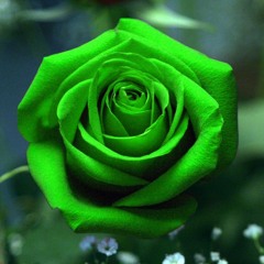 Green rose OST (Instrumental)