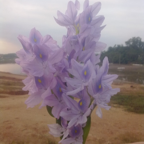 Đêm nằm mơ phố - Guitar Solo