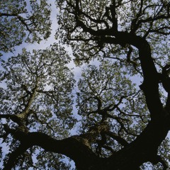 Upper Branches mix - 2014