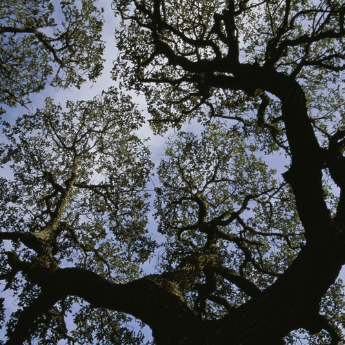 Upper Branches mix - 2014
