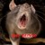 Artwork for Rat Blood