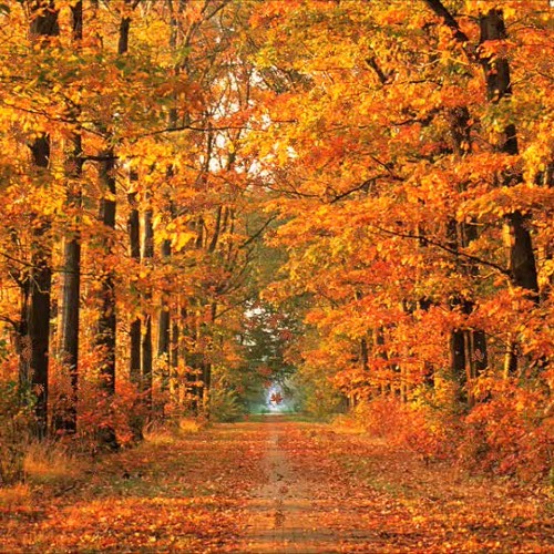 Stream hjerlmuda | Listen to Colourful Autumn - Dance of the falling ...