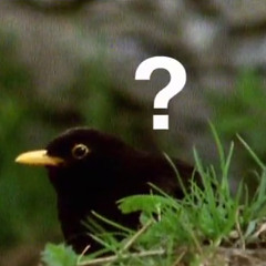 Fucking Birds