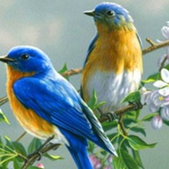 وُلِدَ الهدى - السيد النقشبندي رحمه الله