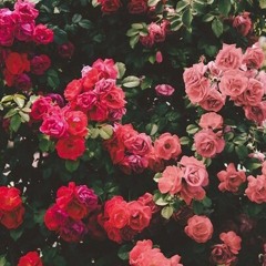 Somewhere Over The Rainbow (This one's for James Ruxton, yay)