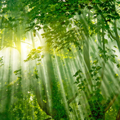 Sounds in Nature