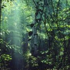 Rain Forest (demo)