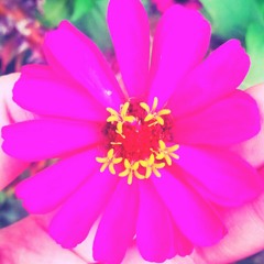 Demi si kici cover by My 3 yr old cousin