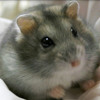 hamster