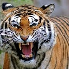 Instrumental Arrangement Collaboration w/Nemil Chabebe "Olatunji! JIn-Go-Lo-Ba Drums of Passion"