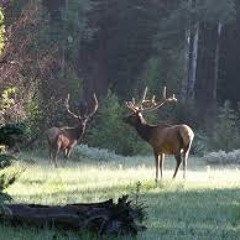 Frying pan / Elk forest