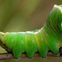 La Chenille À Ravel