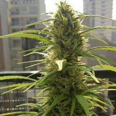 Bescenta - Love You Reggae   Life Starts Riddim - TaringaMp3.Com.mp3
