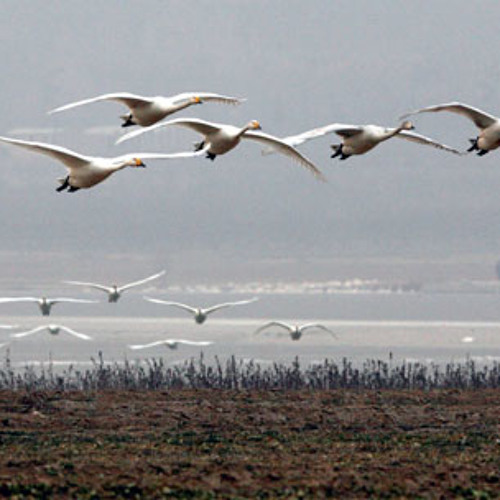 Flying Swans