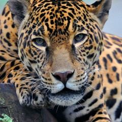 Jaguar (HQ)