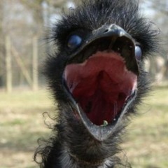 EMU - Wingless Bird (No Vox)WIP