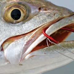 Fish Hooks (Catch Me If You Can)