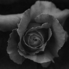 Tip Toe Through the Tulips (TrizzBeatz TRAP Remix)