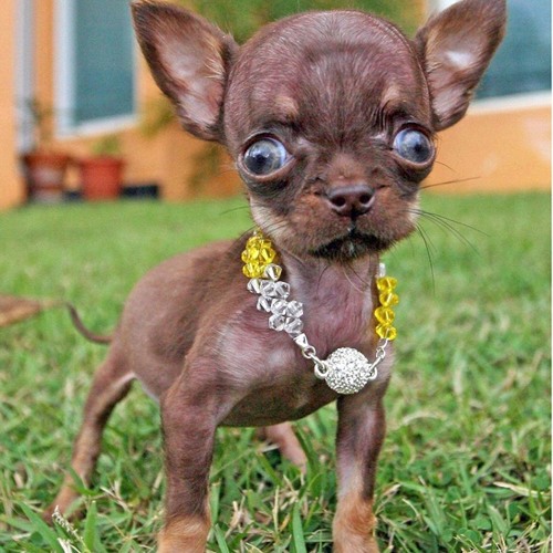 Lol tinydog