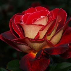 08 Non ei Fansoun (1)