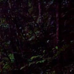 Pasoh Forest Reserve, Malaysia - Frogs and Insects after Dusk