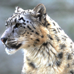 007 SNOW LEOPARD