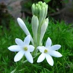 میوه ممنوعه