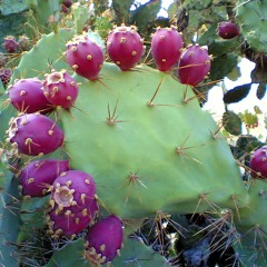 Prickly Pear - Fruitbomb