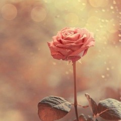 Kisah Mawar Di Malam Hari