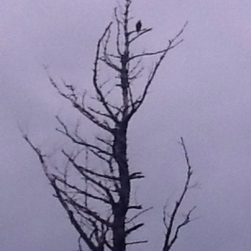 Perhaps They Aren't Giants