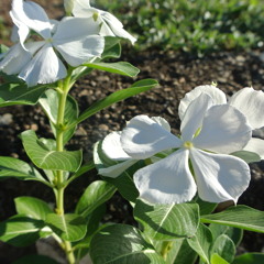 For You - Original Song by Yeoshi Tan