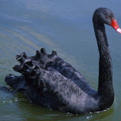 Black Swan