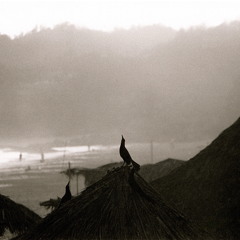 Rouge Gorge (pour Irene)