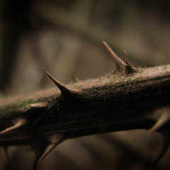 June (Acoustic Guitar)