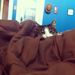 Waste Away (a song for my cat)