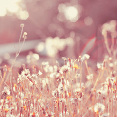 The Summer Odyssey: July Haze