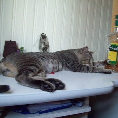 E foi assim que o gato morreu