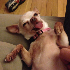 The Hokey Pokey In Tokeyo