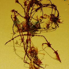 Taste My Hate (SapienZ - Ao vivo no Dokas)