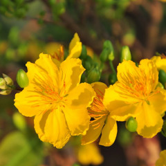 Xuân Này Con Không Về - Mai Miss