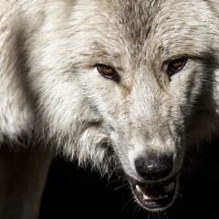 Nesser - Wolf