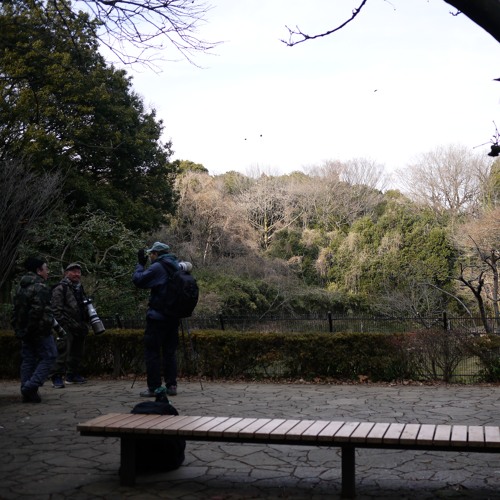 11-Bird watchers at Yoyogi park