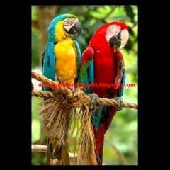 Burung Kakak Tua - Indonesian Folk Song (4/4)